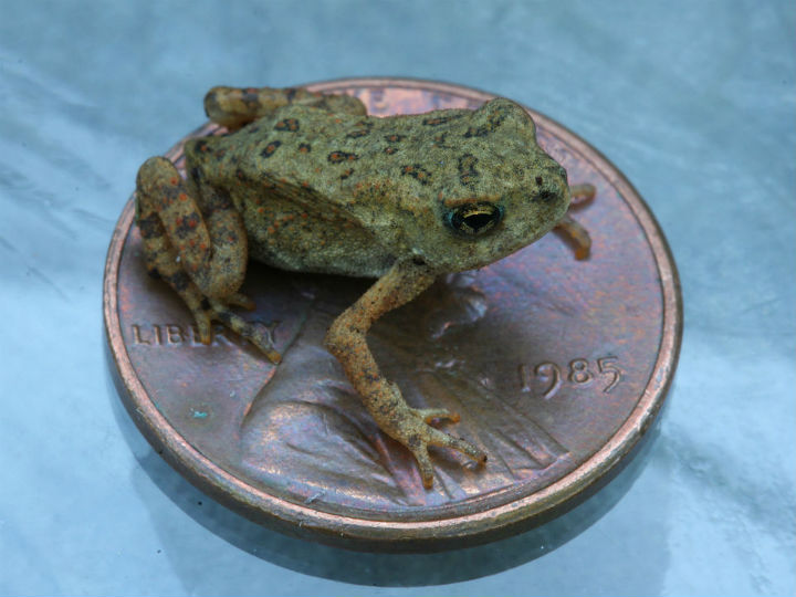 American Toad